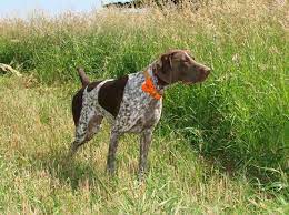 Learn about the german shorthaired pointer dog breed including information about its history length : Breed Profile German Shorthaired Pointer