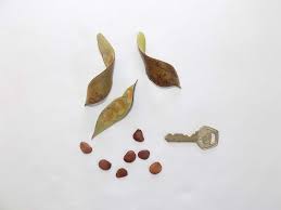 Image result for Baphia bequaertii