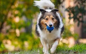 Make your backyard better than ever with these fun ideas for games, seating, pots and planters, games, entertainment and. 10 Best Dog Breeds For Outdoor Junkies Active