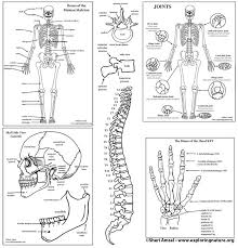 Therefore, in vivo bone labeling has become a. Skeletal System Labeling Bundle High School College Downloadable Only