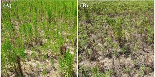 Spread grass seed by hand or with a spreader*. Weed Control Options In Fallow Prevent Plant Fields Morning Ag Clips