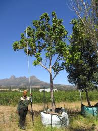 Image result for Trichilia