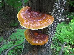 Image result for Ganoderma tsugae