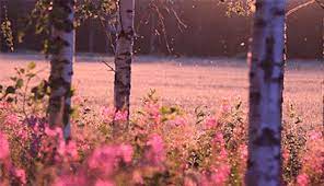 Heart your favs to collection them on your profile. Nature Gifs On Make A Gif