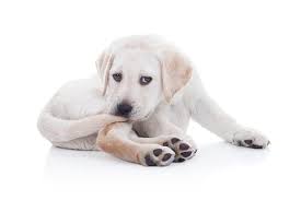 Why Do Dogs Chase Their Tail American Kennel Club
