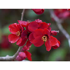 Image result for Chaenomeles japonica