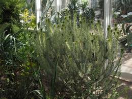 Image result for Phylica emirnensis