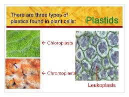 Maybe you would like to learn more about one of these? Cell Structure And Function The Basic Unit Of