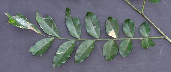 Image result for Erythrococca zambesiaca