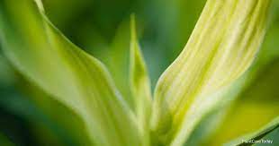 Try filling the water only up till the roots of the plant even little less is. 5 Reasons For Lucky Bamboo Leaves Turning Yellow