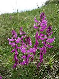Image result for Polygala usafuensis