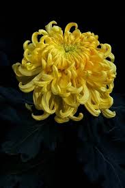 Pin By Phoebe Cover Interior Design On Black Yellow Chrysanthemum Flower Flowers Flowers Photography