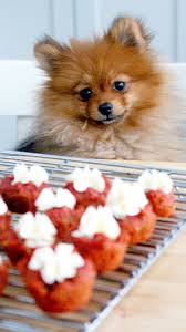 Red Velvet Pupcakes Recette D O