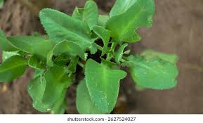 Image result for Kalanchoe crenata