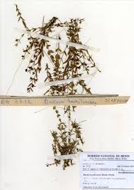 Image result for Bacopa hamiltoniana