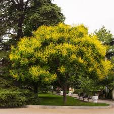 Hire a tree care professional to apply fungicide treatments, prune large trees and remove trees. Plants Of Japanese Pagoda Tree Sophora Japonica T O G