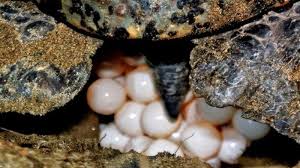 Saat anda mengunjunginya maka anda bisa menikmati keindahan dengan sensasi yang. Pantai Laguna Lembupurwo Kebumen Tempat Bertelur Penyu Selama Juli Hingga Agustus Tribun Jateng