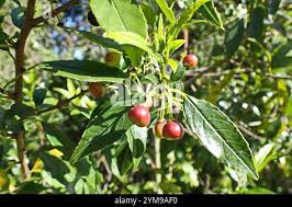 Image result for Rhamnus prinoides