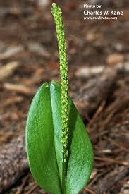 Image result for Malaxis