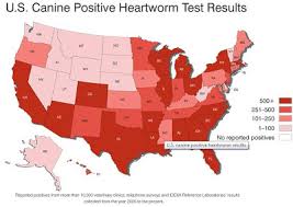 Terriermans Daily Dose The Billion Dollar Heartworm Scam