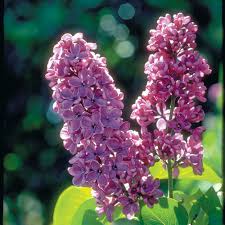 Image result for Syringa prestoniae