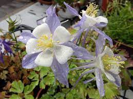 西洋耬斗菜紙藝 混合 2019年5月17日 雨過天晴 趕緊上樓看花 在我們殷切期盼下 晚開獎的那盆 西洋耬斗菜紙藝 混合 今天開了白色花瓣 搭配淺藍萼片 這正是我們最期待的花色喔 耬斗菜通常用種子繁殖 因其為宿根性 所以次年還會再生長 flower games