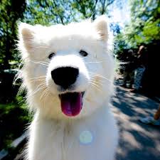 Bianca Samoyed The Cloisters New York Ny Animals Beautiful I Love Dogs Cute Creatures