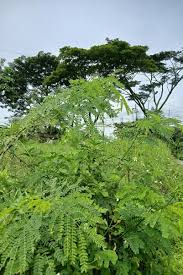 Image result for Catunaregam obovata