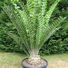 Encephalartos Ferox Cycadale Africaine Arbres Remarquables Feuille Fleurs