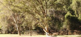 Image result for Combretum engleri