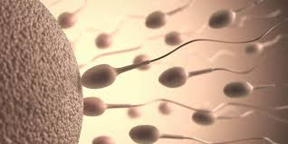 Wir zeigen dir, mit welcher methode du deinen eisprung und deine fruchtbaren tage in der kinderwunschzeit bestimmen kannst. Spermienqualitat Bei Taglichem Gv Wann Sind Spermien Am Fruchtbarsten