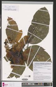 Image result for Corynanthe