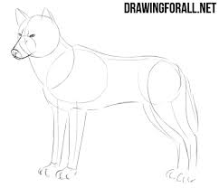 How To Draw Realistic Wolf Step By Step Wolf Drawing Drawings Step By Step Drawing