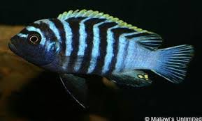 Image result for Odontosoria afra