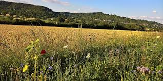 Betrieb Ernst Buck, Holzkirch
