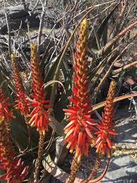 Image result for Aloe bicomitum