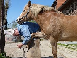 Ferrage Cheval Wikipedia
