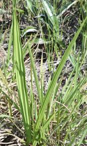 Image result for Orthochilus