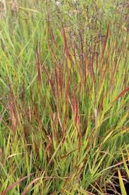 Image result for Panicum monticola