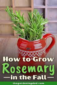 How To Grow Rosemary From Seed In 5 Easy Steps The Gardening Dad Growing Rosemary Rosemary Seeds