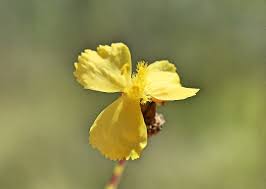 Image result for Xyridaceae