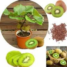 Us farm 15 seeds fresh organic sweet and very rare pomelo, grapefruit tree. Natural 20 Seed Kiwi Fruit Tree Seeds For Agriculture Plantation Rs 20 Packet Id 21356024948
