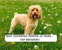 Cockapoo Puppies For Sale In Texas Top 6 Breeders 2021 We Love Doodles
