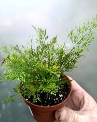 Image result for Asplenium theciferum