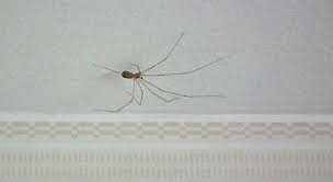 The insect is a crane fly. Rockin On The Blog Ceiling Or Daddy Long Legs Spider