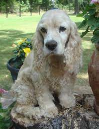 Adopt Princeton On Petfinder Cocker Spaniel Dog American Cocker Spaniel Cocker Spaniel Puppies