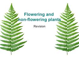 They may flower and produce a prodigious number of fruit per year, as much as 250. Non Flowering Plants Revision