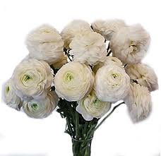 San diego wholesale florist is a premier san diego event florist. White Ranunculus Ranunculus Wedding Flowers Flowers Near Me Bulk Flowers