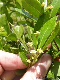 Image result for Gerrardina