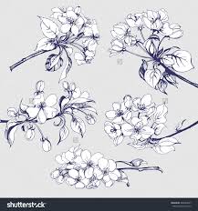 Apple blossom branch isolated on white. Flower Set Sketch Of Blossoming Apple Tree Branch Element For Your Design Vector Illustration 280689437 Apple Tree Blossoms Flower Sketches Tree Drawing